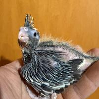 Pappagalli Calopsite