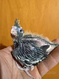 Pappagalli Calopsite