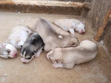Cuccioli di siberian husky con pedigree