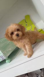 Maltipoo