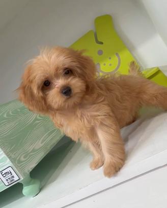 Maltipoo