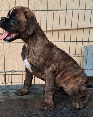 Boxer cuccioli