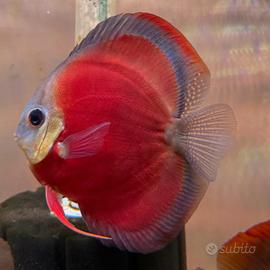 Discus Red Cover blue rim