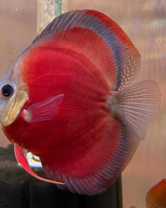 Discus Red Cover blue rim