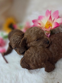 Cucciolo di Barboncino top