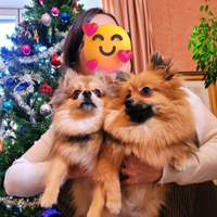 Spitz pomerania