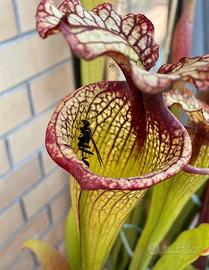 Sarracenia Leah Wilkerson Pianta Carnivora