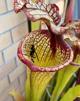 Sarracenia Leah Wilkerson Pianta Carnivora