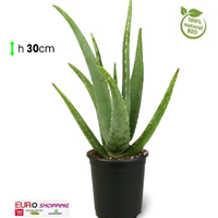 Pianta succulenta ALOE VERA 30/40cm in vaso