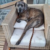 Cagna Cane Corso "Mashga"