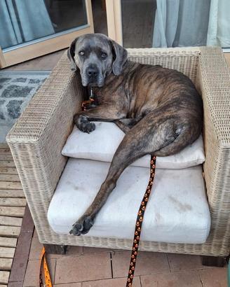 Cagna Cane Corso "Mashga"