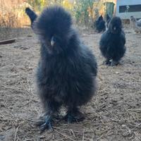 Pulcini di gallina moroseta