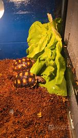 Tartarughe Carbonarie