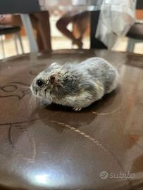 Criceto di 6 mesi 'LOLA'