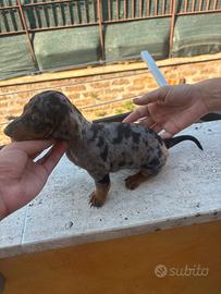 Animali