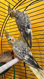 Pappagalli calopsitta