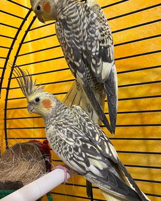 Pappagalli calopsitta