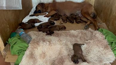 Cuccioli di Rhodesian-Ridgeback