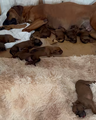 Cuccioli di Rhodesian-Ridgeback