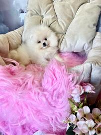 Spitz di Pomerania maschio koreano