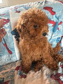 Cucciolo barboncino rosso