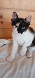 Gattini stupendi