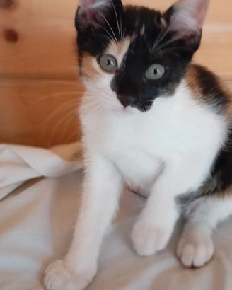 Gattini stupendi
