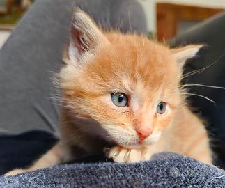 Gattino rosso maschio gatto cucciolo