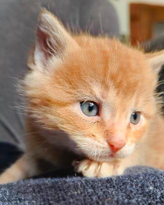 Gattino rosso maschio gatto cucciolo