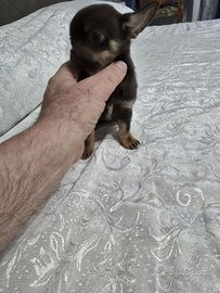 Cucciolo chihuahua