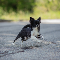 Chihuahua di un anno a pelo lungo