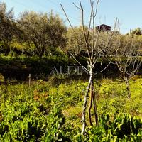 Aci Castello - Terreno con rustico - cod. b06329