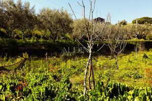 Aci Castello - Terreno con rustico - cod. b06329