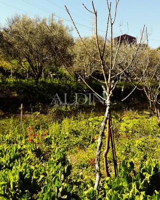 Aci Castello - Terreno con rustico - cod. b06329