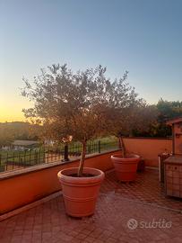 Alberelli di olive