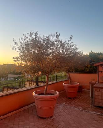 Alberelli di olive