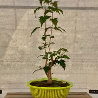 Bonsai di Acero amur amur (Acer tataricum ginnala)