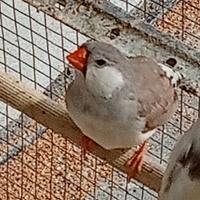 Mutazione Petto bianco. Femmina