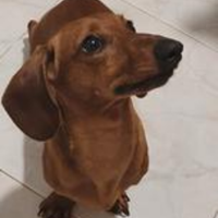 Bassottina nana fulva