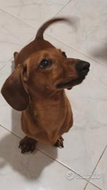 Bassottina nana fulva