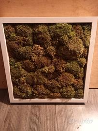 quadro con muschio 