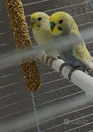 Coppia giovane Cocorite
