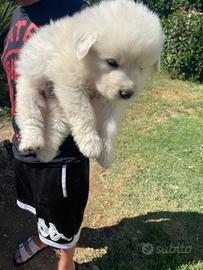 Cane maremmano 30 giorni
