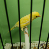 Canarina femmina razza Spagnola femmina gialla