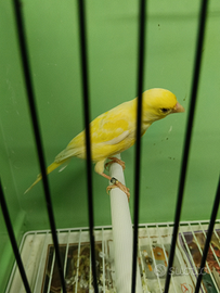 Canarina femmina razza Spagnola femmina gialla