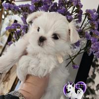 Cuccioli maltese con pedigree