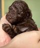 allev-to-professionale-barboncino-toy-cioccolato-f