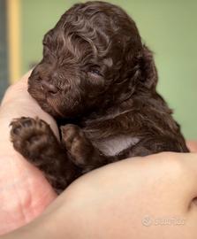 Allev.to Professionale Barboncino Toy cioccolato f