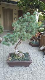 Bonsai Pino Pentapyllla