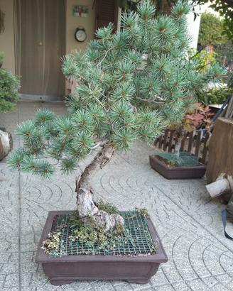Bonsai Pino Pentapyllla